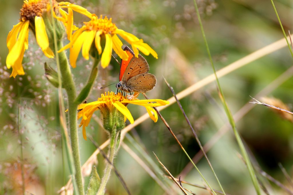 Dovrebbe essere Lycaena hippothoe eurydame